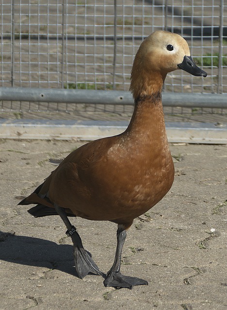 迪马尔